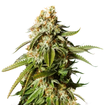 Gorilla Glue #4 cannabis plant