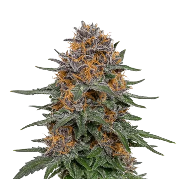 Granddaddy Purple Auto cannabis plant
