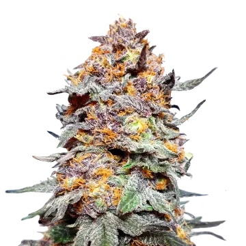Granddaddy Purple