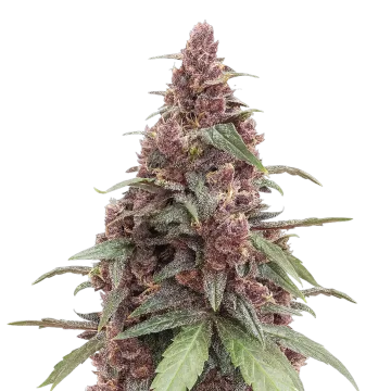 Grandmommy Purple