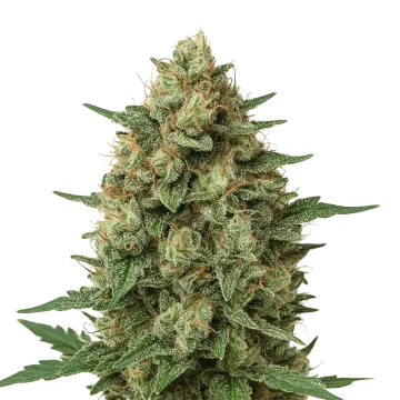 Grape Ape Auto cannabis plant