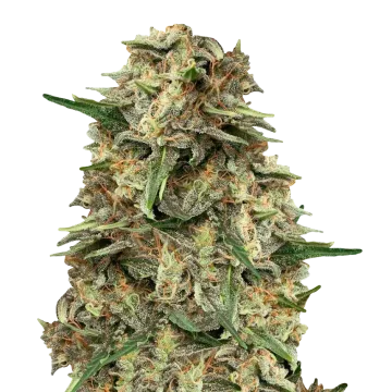 Grape Ape cannabis plant