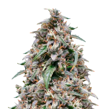 Grease Monkey