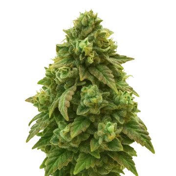 Green Crack Auto cannabis plant