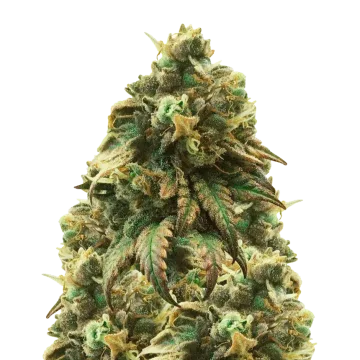 Green Crack