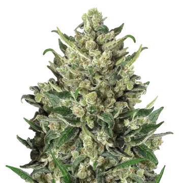 Green Poison cannabis plant