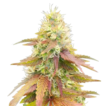 Gumbo cannabis plant