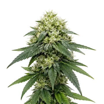 Gush Mints Auto cannabis plant