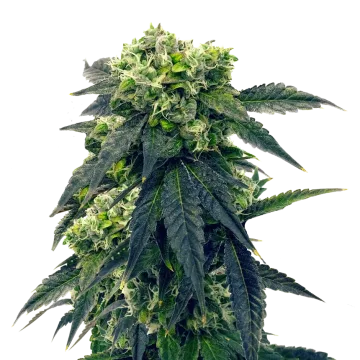 Gush Mints cannabis plant
