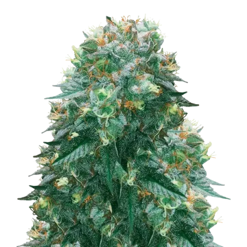 Harlequin cannabis plant