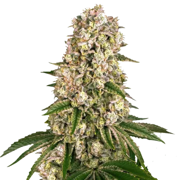 Hash Plant Cannabispflanze
