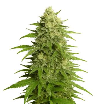 Haze Auto