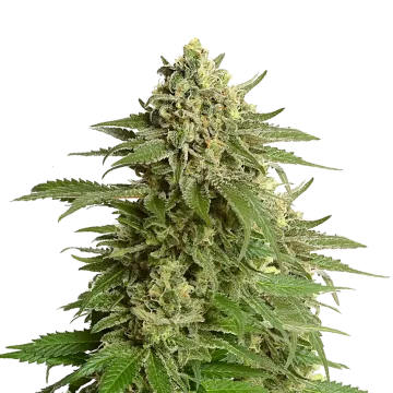 Haze #1 cannabis plant