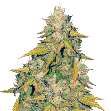 Headband cannabis plant