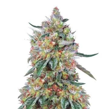 Hellfire OG