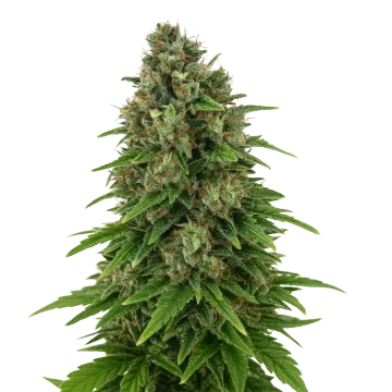 Hindu Kush Auto cannabis plant