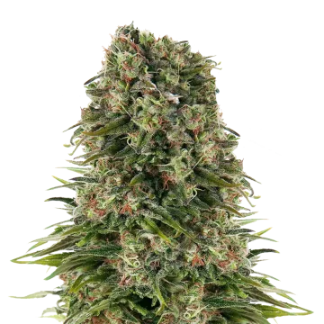 Hindu Kush cannabis plant
