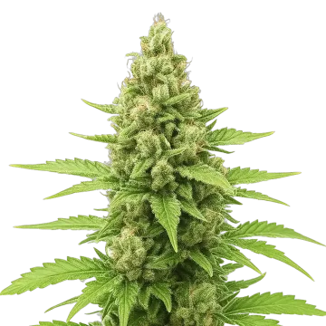 Humboldt Auto cannabis plant
