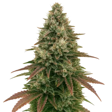 Ice Cream Cake Auto Cannabispflanze