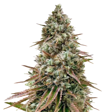 Ice Cream Cake cannabis plant