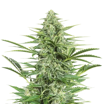 Island Sweet Skunk cannabis plant