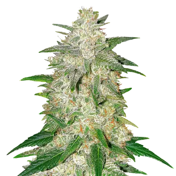 Italian Ice cannabis plant