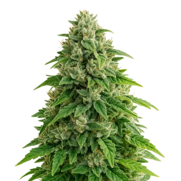 Jack Herer Auto cannabis plant