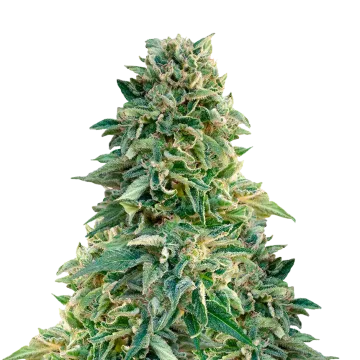 Jack Herer cannabis plant