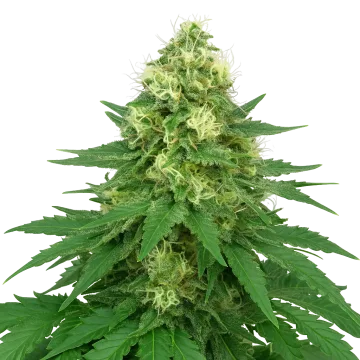 Jack Widow Auto cannabis plant