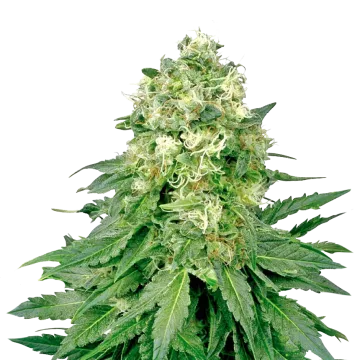 Jack Widow