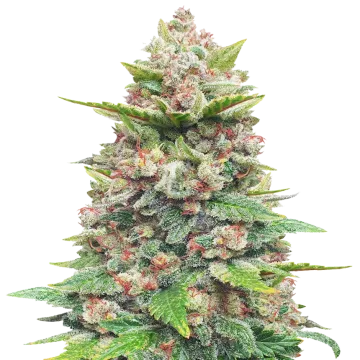 Jealousy Cannabispflanze