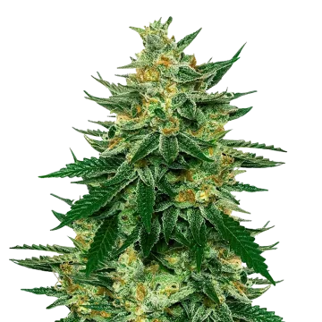 Jet Fuel cannabis plant