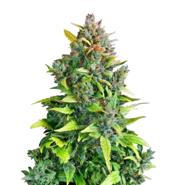 Kali Mist