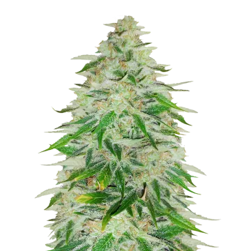 Khalifa Kush cannabis plant