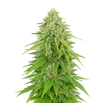 Khalifa Kush Auto cannabis plant