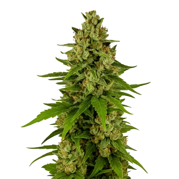 Kiwi Kush Auto cannabis plant