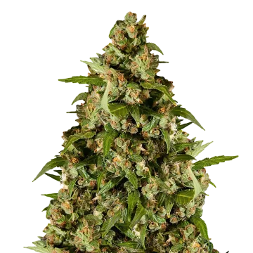 Kiwi Kush cannabis plant