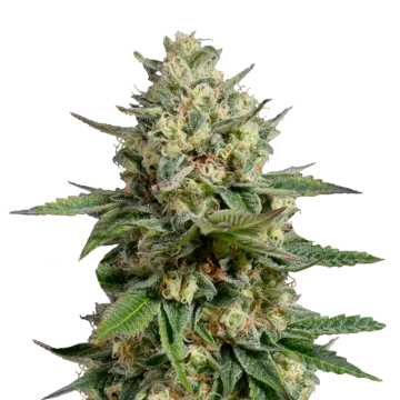 Kosher Kush cannabis plant