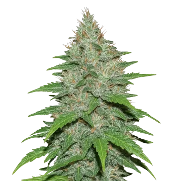LA Confidential Auto cannabis plant