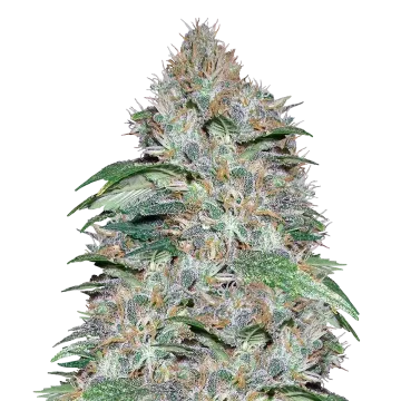 LA Confidential cannabis plant