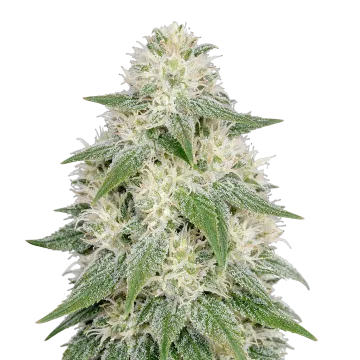 Lamb's Bread Auto