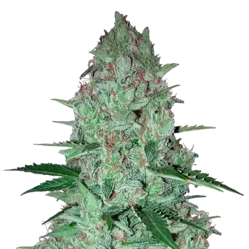 Larry OG cannabis plant