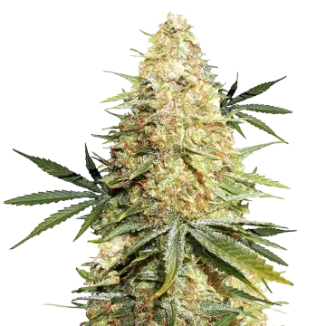 Legend OG cannabis plant