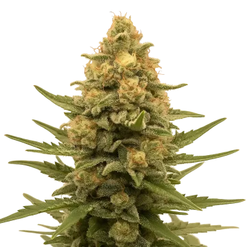 Lemon Auto