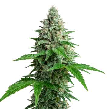 Lemon Cherry Gelato Auto cannabis plant
