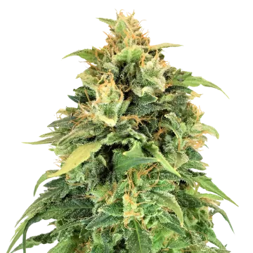 Lemon Skunk cannabis plant