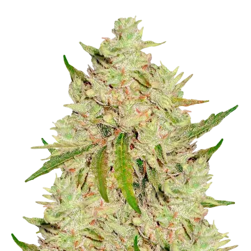Lemon Tree cannabis plant