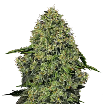 Lithium OG Kush cannabis plant