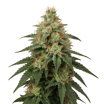 London Pound Cake cannabis plant