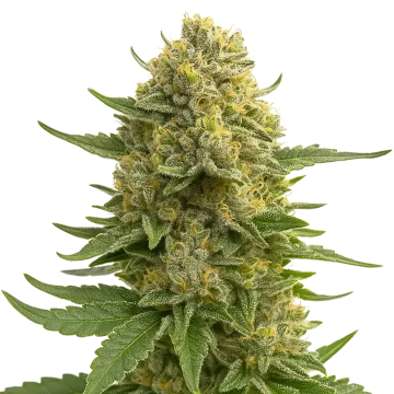 Love Potion Auto cannabis plant